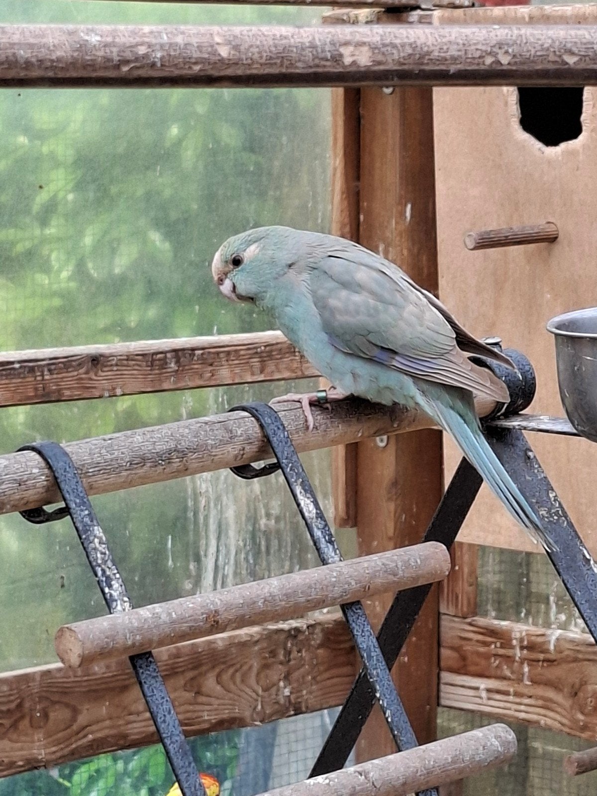 Kakariki, Geringd