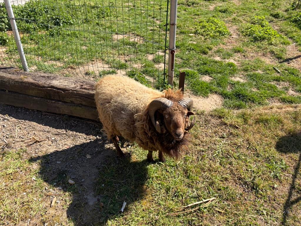 ouessant bruine bok 2jaar