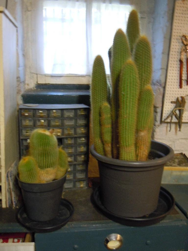cactus 50 cm en 20 cm Eriocactus Leninghausii - Zuilcactus, Huis en Inrichting, Kamerplanten, Ophalen of Verzenden, Cactus