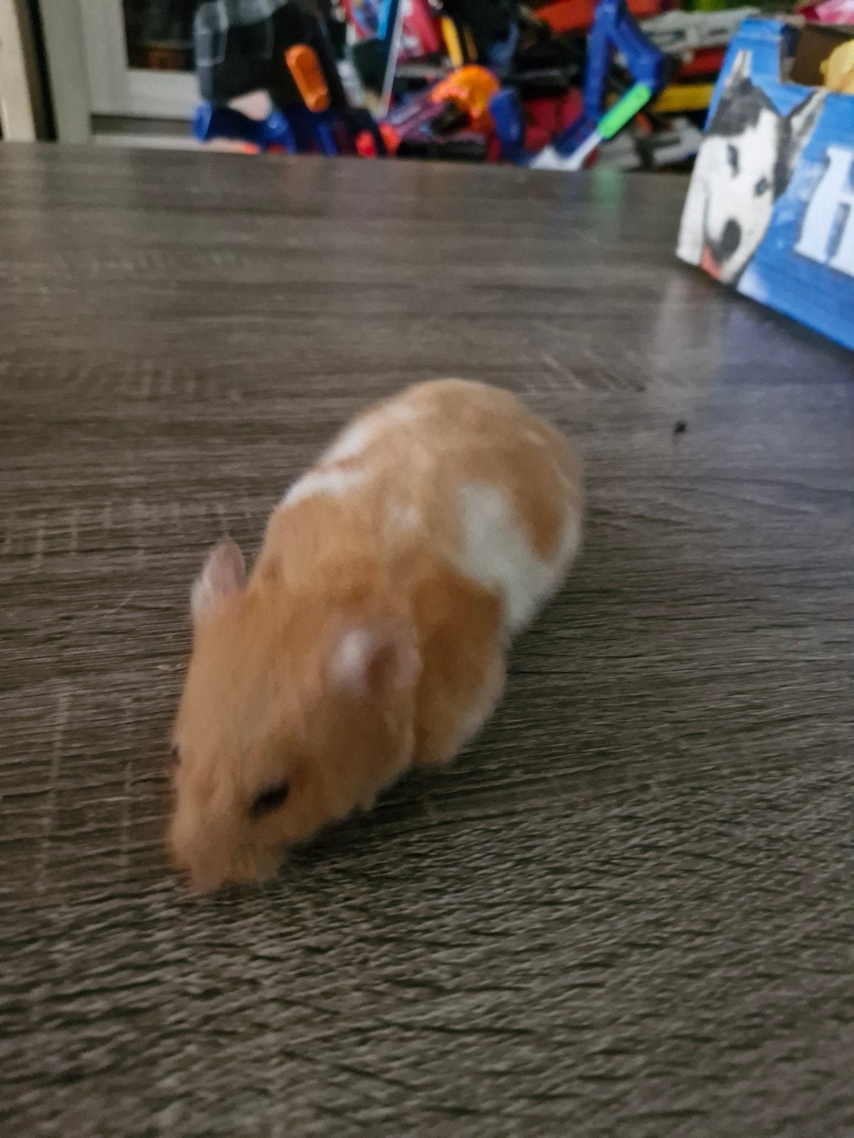 Goudhamsters, Dieren en Toebehoren, Konijnen