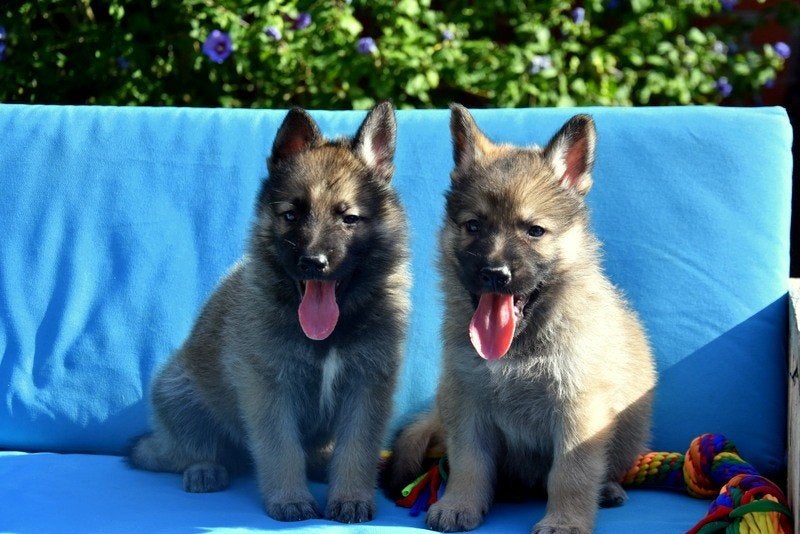 Prachtige Grauwe Duitse Herder pupjes, Plusieurs, Belgique, Berger, Plusieurs animaux