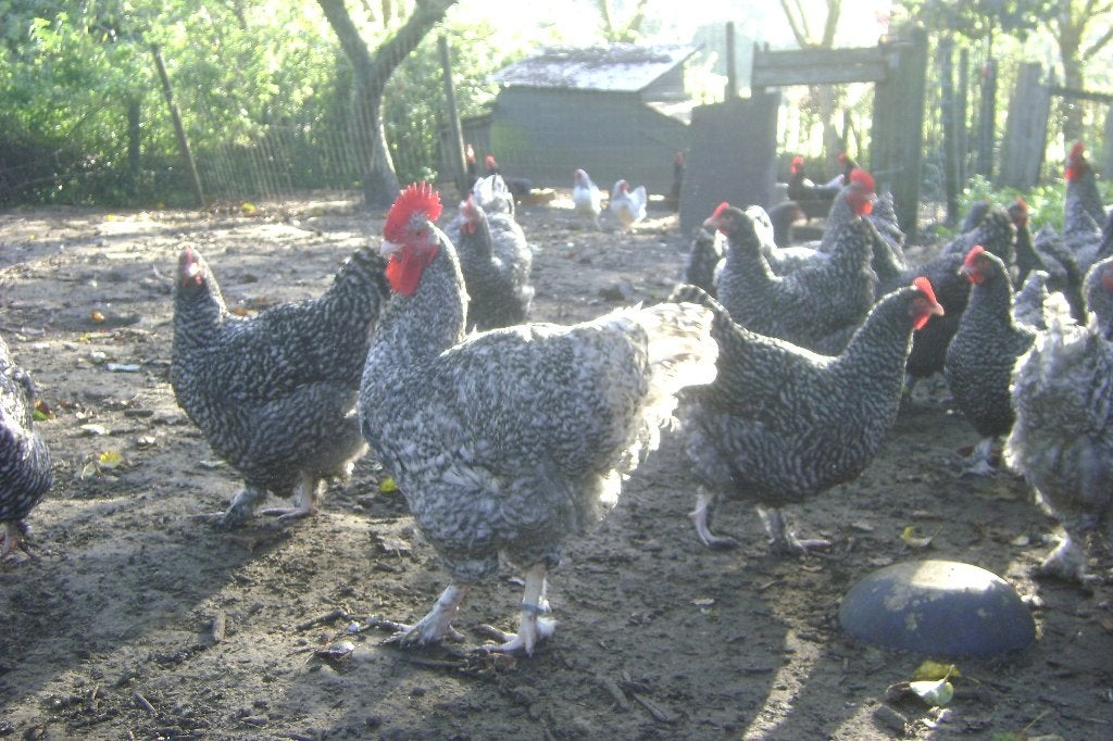 Hanen Mechelse koekoek, Mâle, Poule ou poulet
