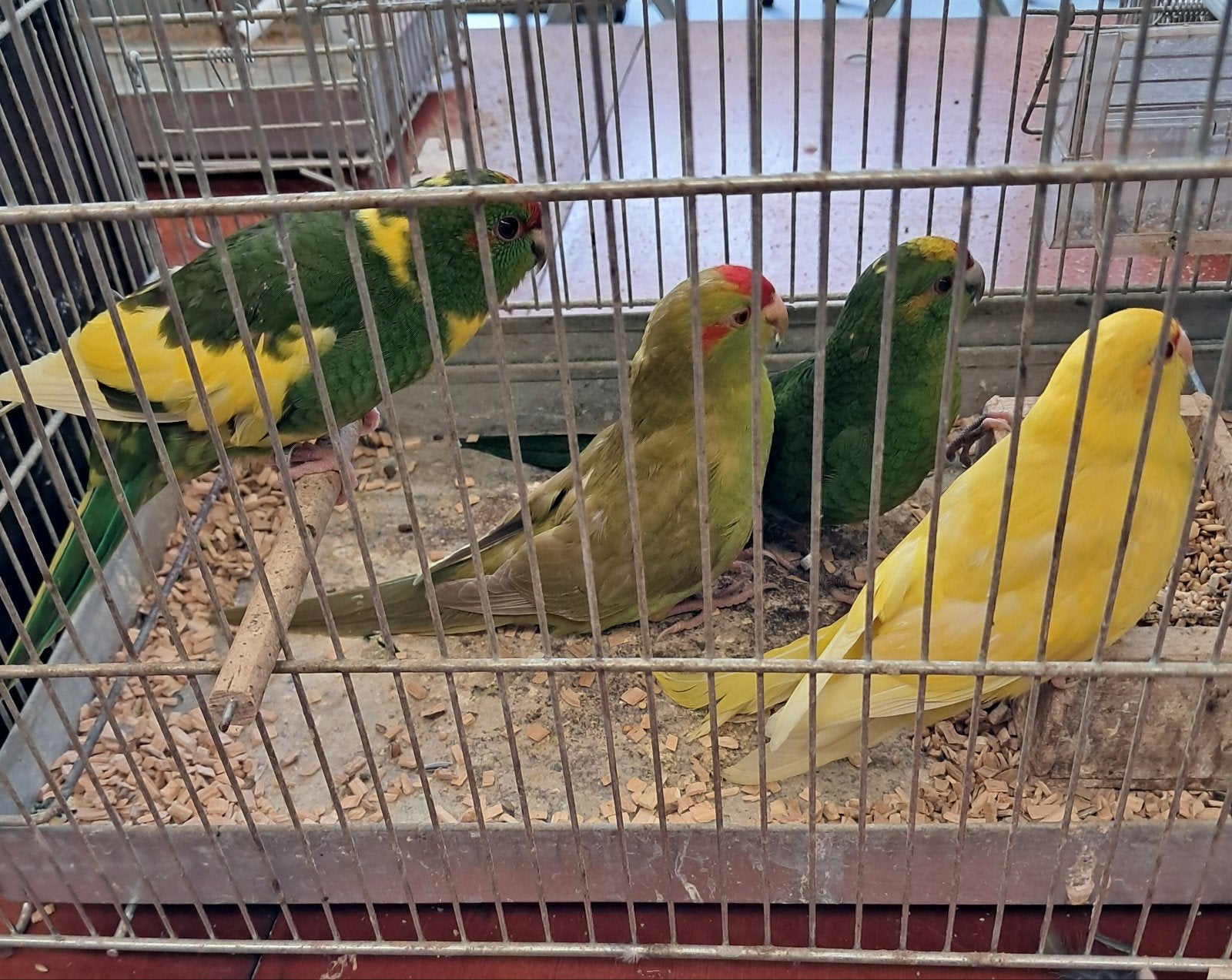 kakarikies