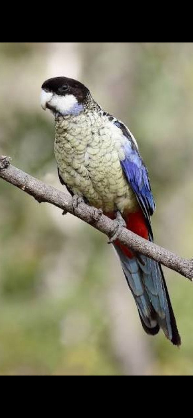 Brown Rosella mâle a demandé, Animaux & Accessoires, Mâle, Perruche, Bagué