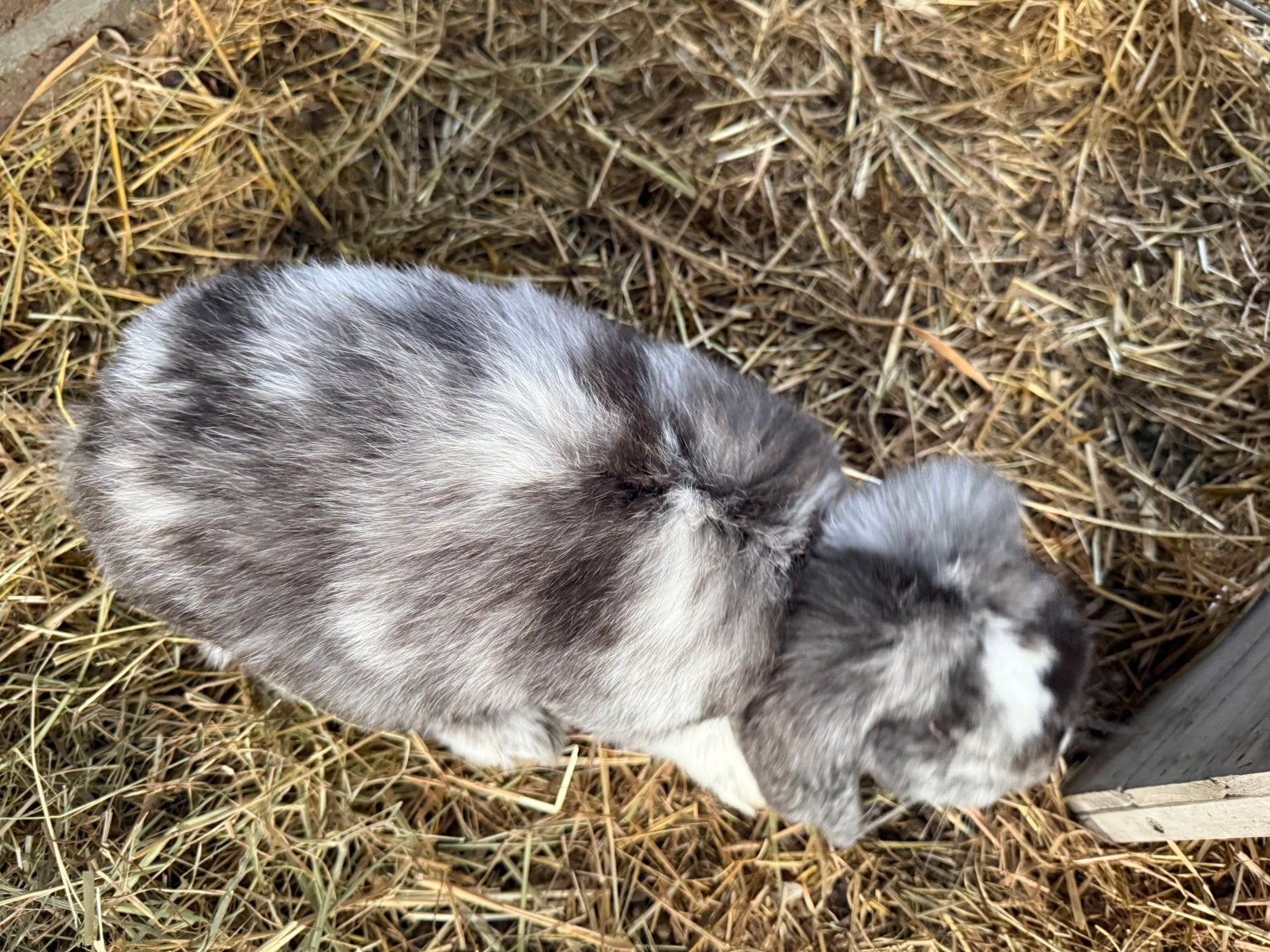 Franse hangoor ram, Animaux & Accessoires, Lapins, Mâle, Grand, Oreilles tombantes, 0 à 2 ans