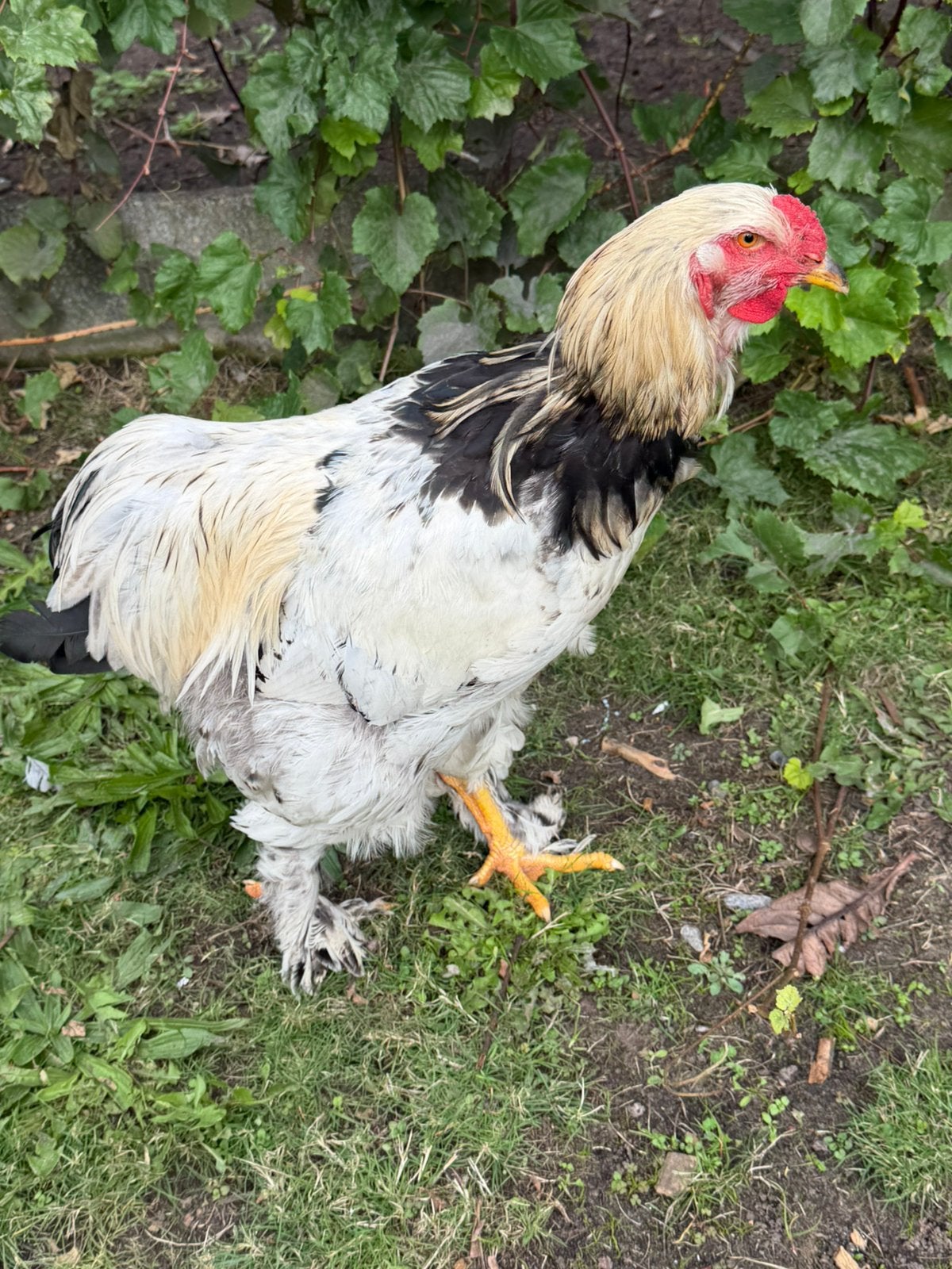 Brahma Columbia haan, Mâle, Poule ou poulet