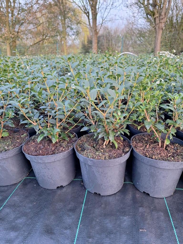 ‼️osmanthus Burkwoodii aan promoprijzen ‼️, Enlèvement