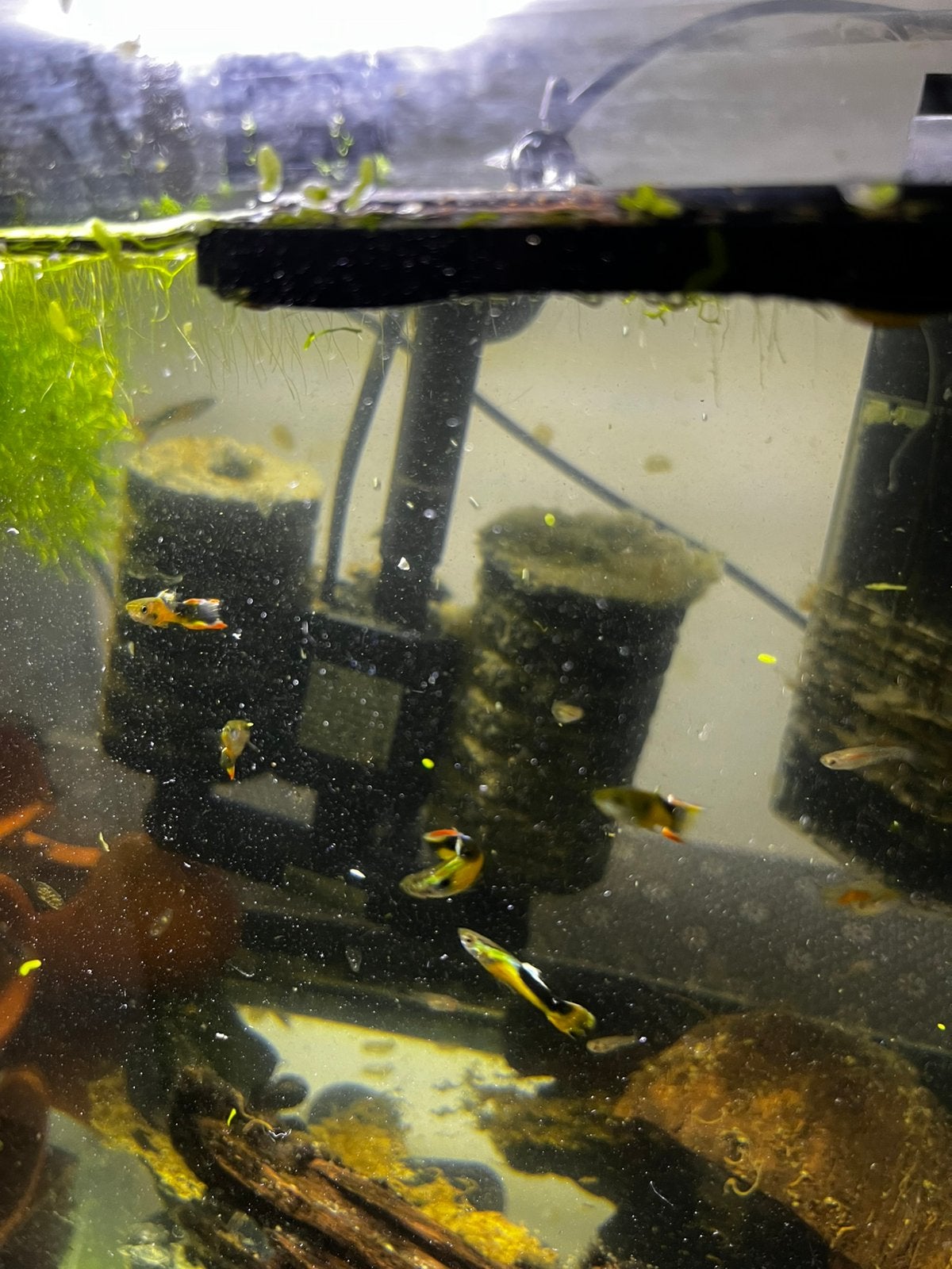 guppy 1€ stuks