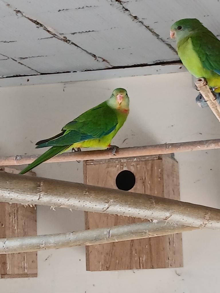 Barraband parkiet 2025, Sexe inconnu, Perruche, Bagué