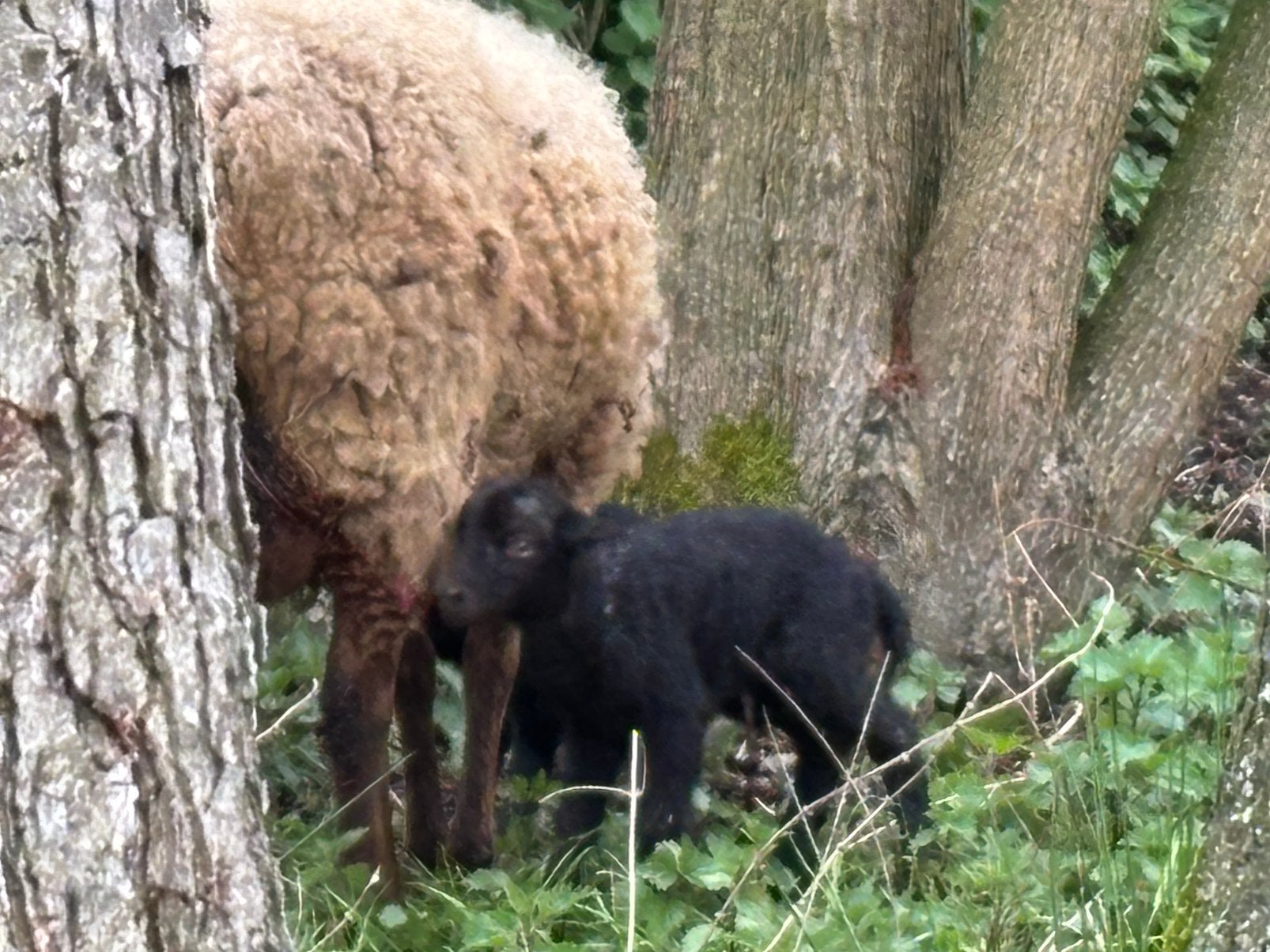 Lammen, Dieren en Toebehoren