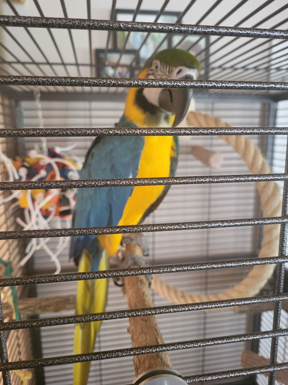 blauwgele ara met toebehoren, Animaux & Accessoires, Oiseaux | Perruches & Perroquets, Mâle, Perroquet, Parleur