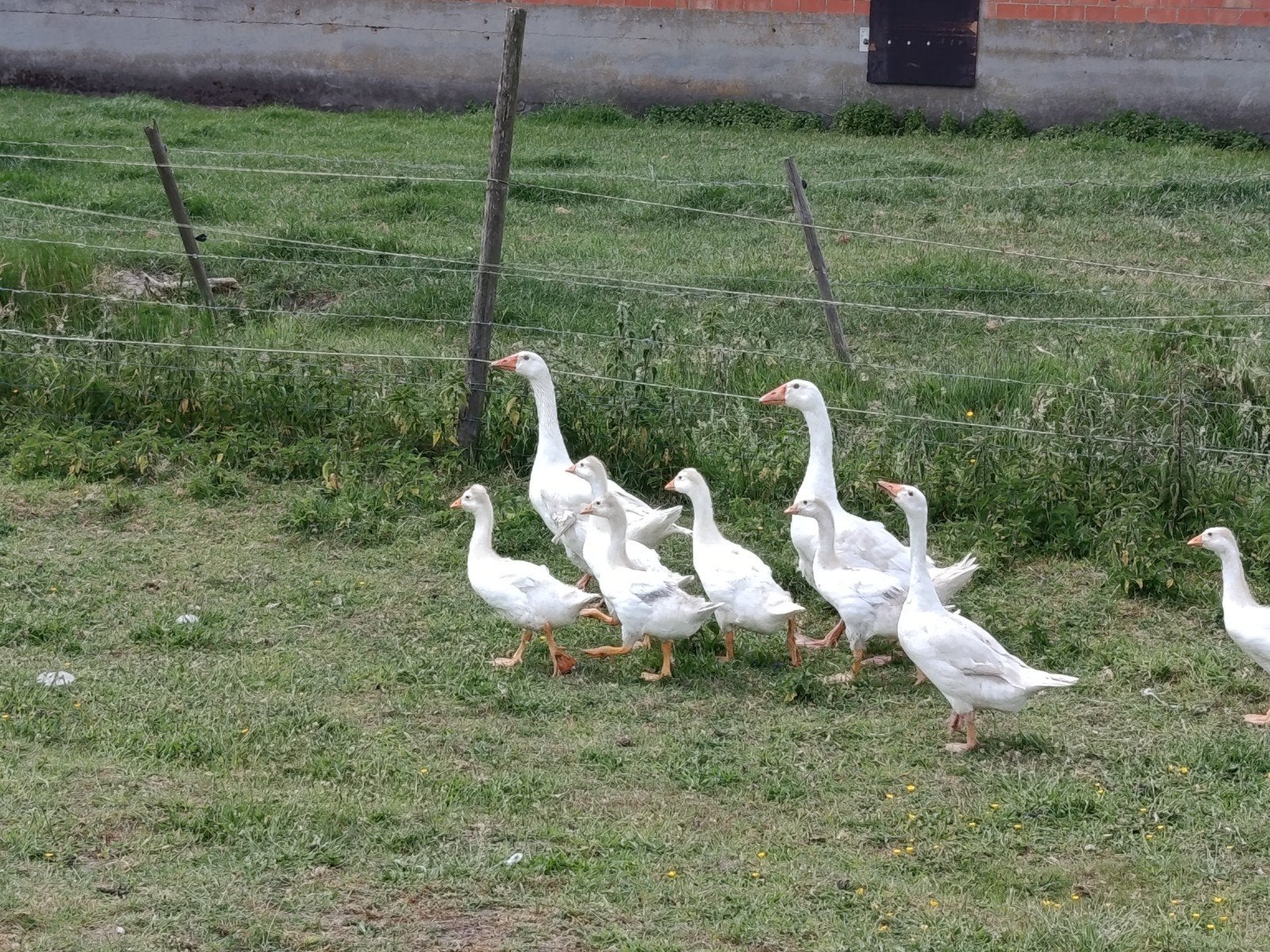 mannelijke gans