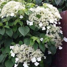 Hydrangea Petiolaris, Tuin en Terras, Ophalen, Halfschaduw