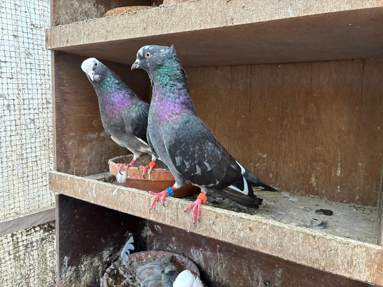 Iraanse duif, Dieren en Toebehoren, Meerdere dieren, Overige soorten