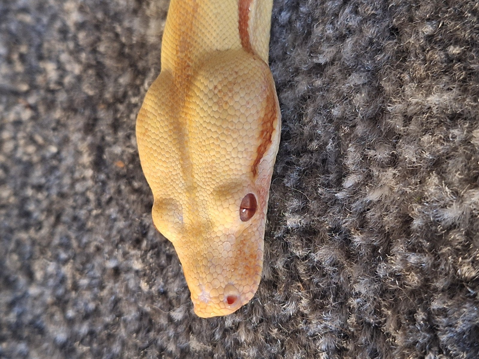 img sunglow