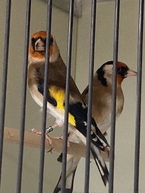 kleine distelvink mannen 2026, Mannelijk, Wildzangvogel, Geringd
