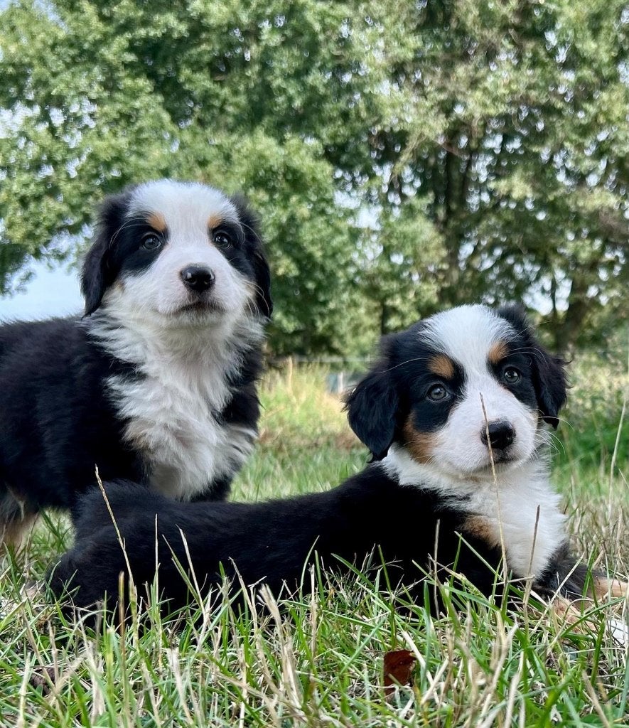 Superbes chiots Bernese Mountain x Australian Shepherd, Maladie de Carré (chiens), Swiss mountain, Plusieurs, Belgique