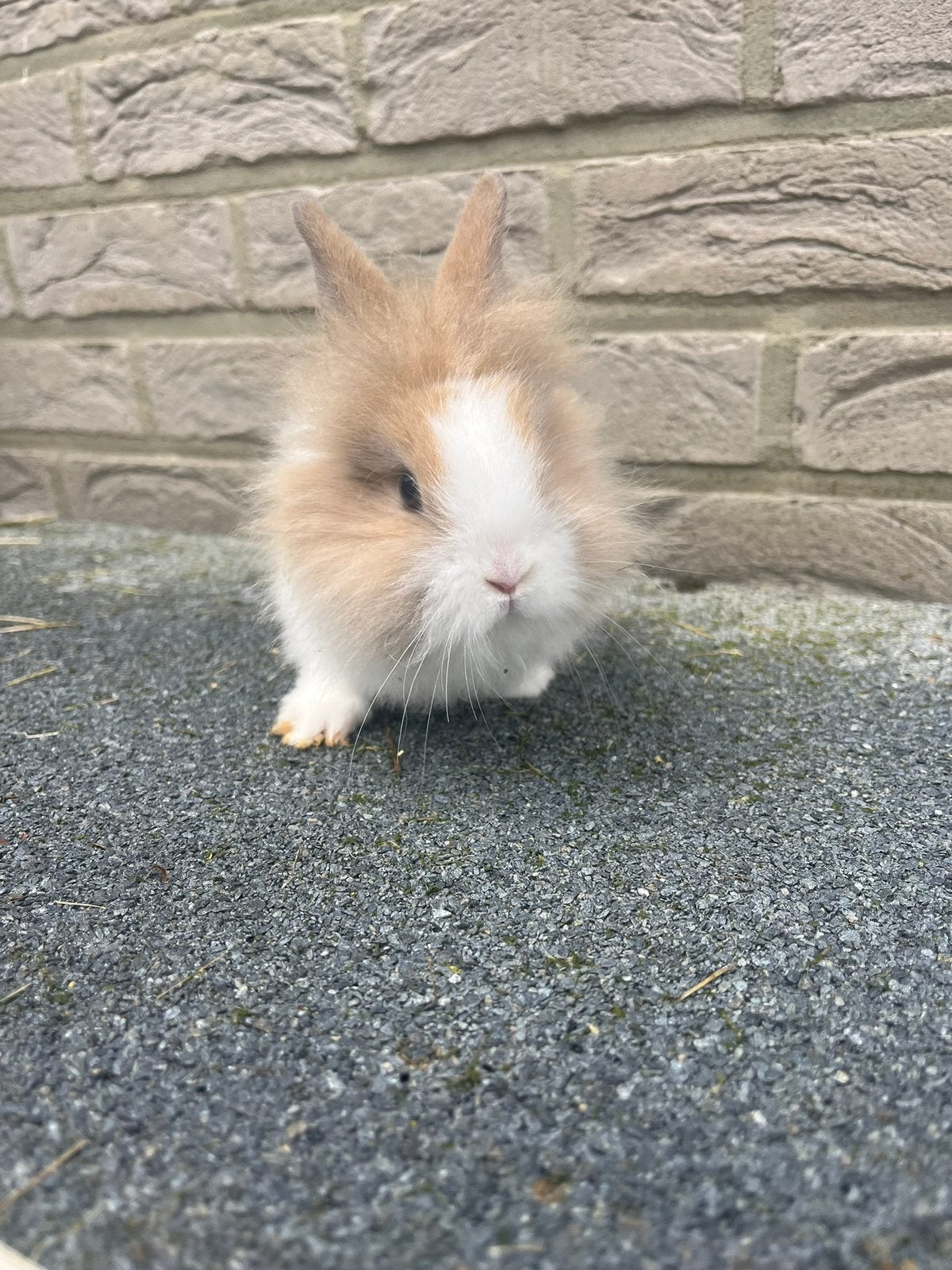 Baby konijntjes, Animaux & Accessoires, Lapins, Nain, Plusieurs animaux, 0 à 2 ans, Oreilles tombantes