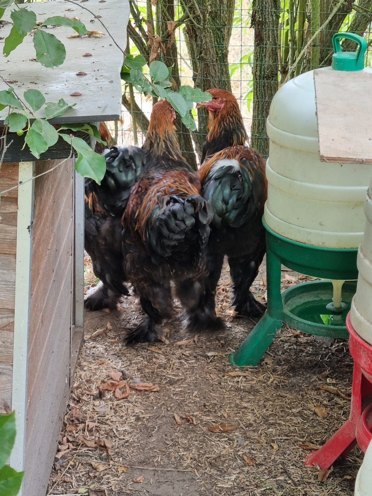 Jonge brahma hanen, Animaux & Accessoires, Volatiles, Mâle, Poule ou poulet