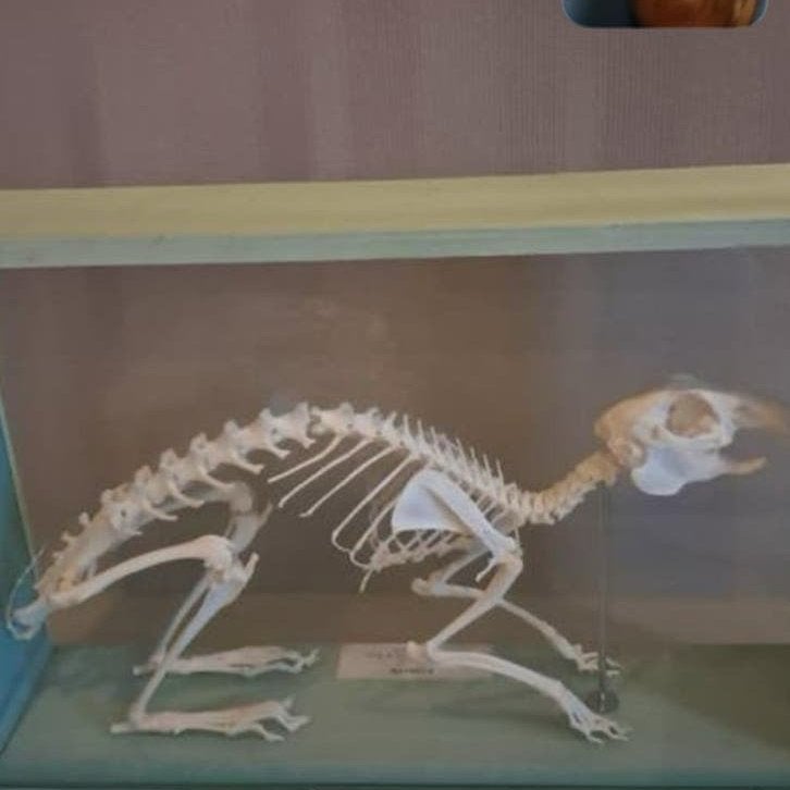 Geraamte van konijn, Dieren en Toebehoren