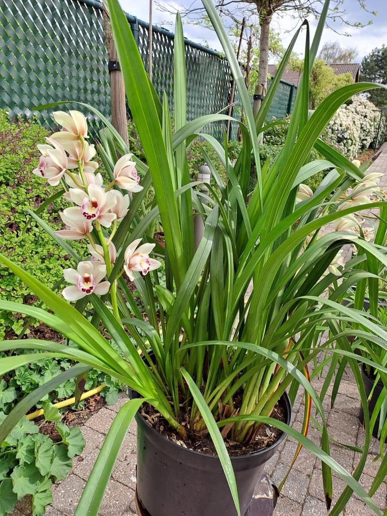 Kamerplant of serreplant, Enlèvement