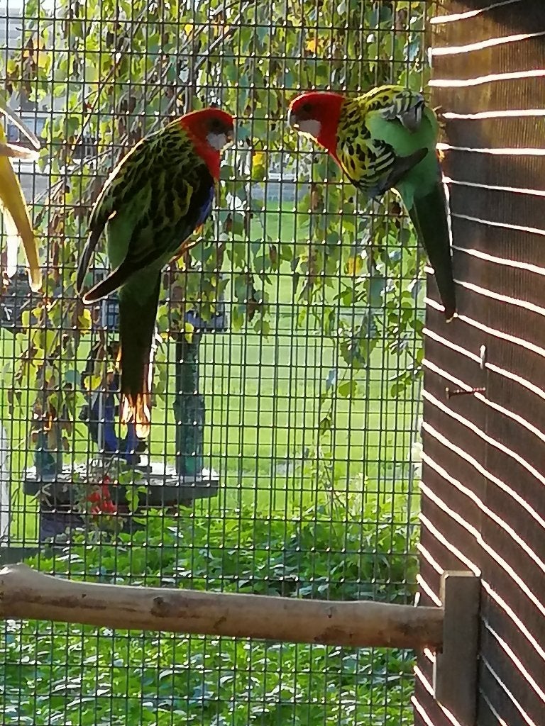 rosella, Plusieurs animaux, Perruche, Bagué