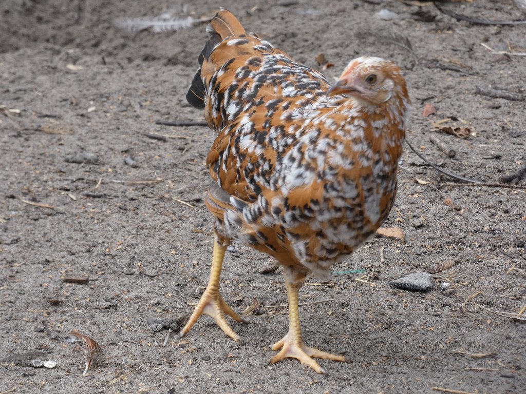 laatste 4 jonge hennen leghorn porselein 4 mnd, Dieren en Toebehoren, Kip