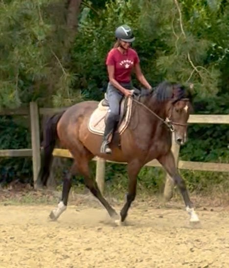 Brave 5 m marron, Animaux & Accessoires, Chevaux, Hongre, B, 165 à 170 cm, 3 à 6 ans