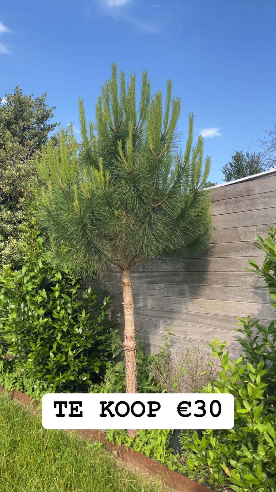 Jonge den pinus boom, Tuin en Terras, Ophalen