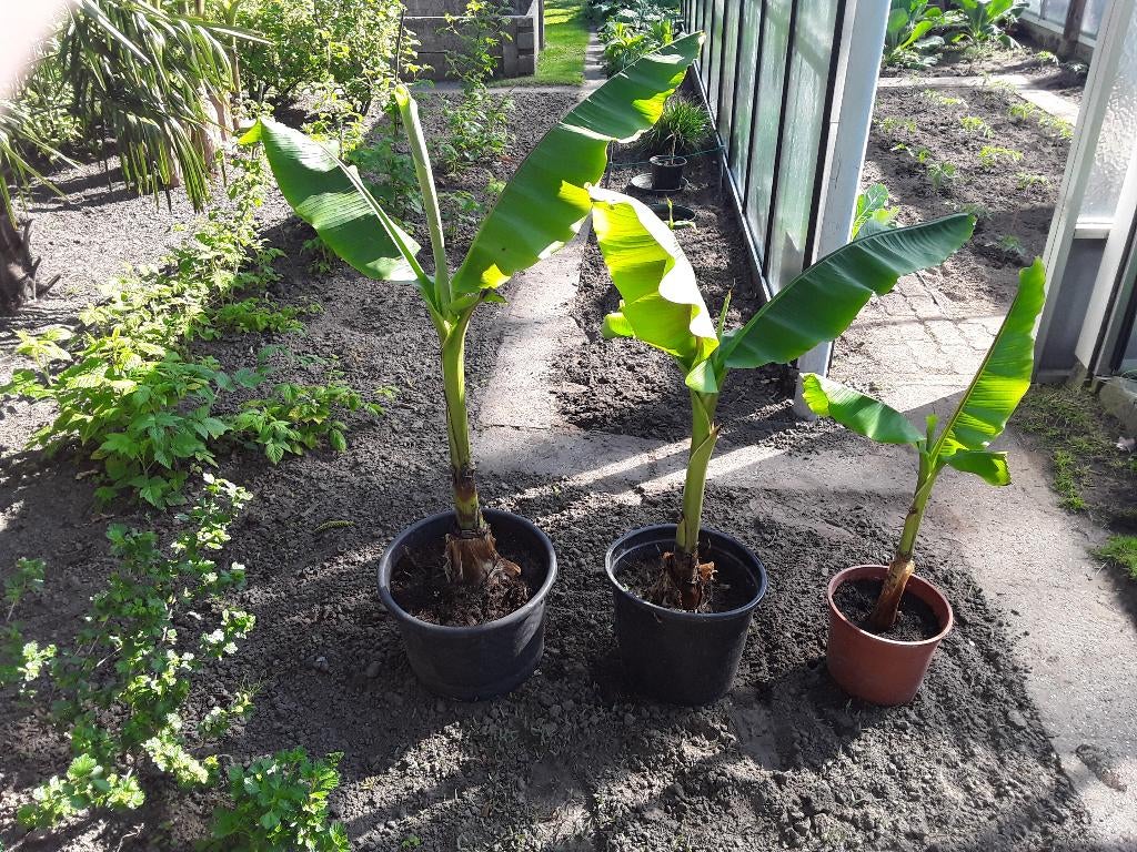 Bananenplant, Tuin en Terras, Bloeit niet, Overige soorten, Minder dan 100 cm, Ophalen