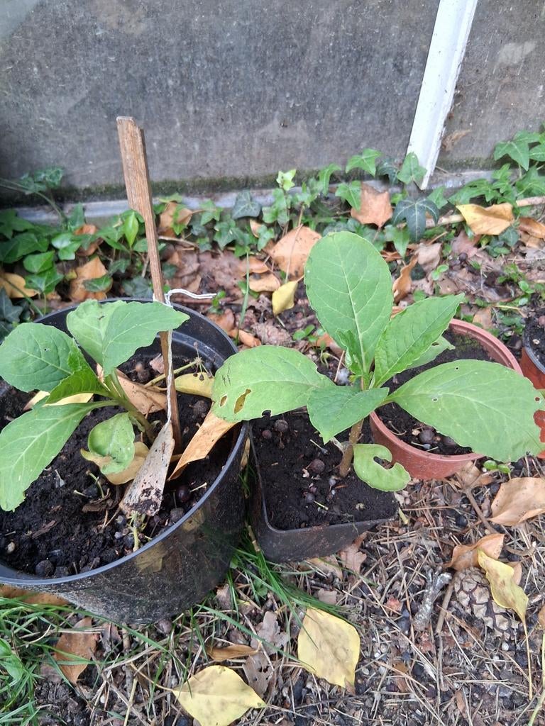 Karmozijnbes, Tuin en Terras, Planten | Fruitbomen, Ophalen