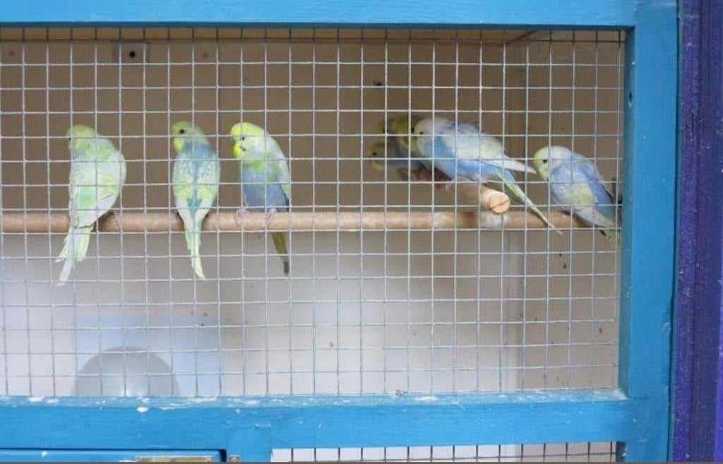 Regenboog grasparkieten, Dieren en Toebehoren