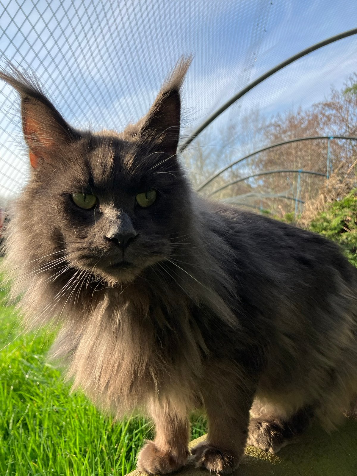 Fumée bleue du Maine Coon, Chatte ou Chat, Avec pedigree, 0 à 2 ans