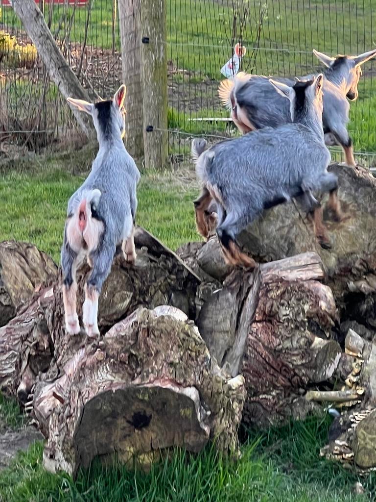 Prachtige Blauwschimmel Geitenbokjes, Dieren en Toebehoren, Mannelijk, Geit, 0 tot 2 jaar