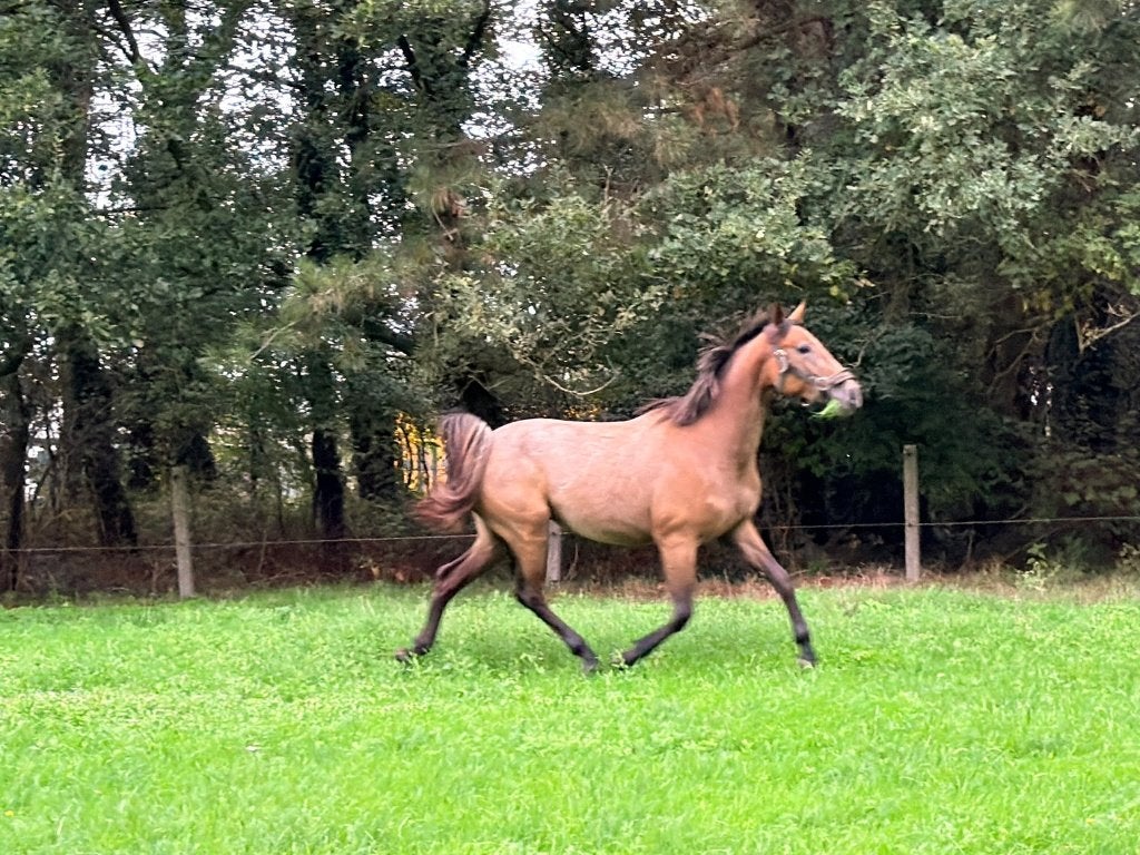 Springpaard, Animaux & Accessoires, Z, Avec pedigree, 0 à 2 ans, Cheval de saut