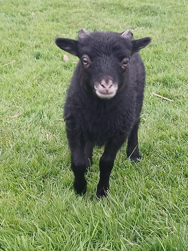 Ouessant zwart ram lammetje, Dieren en Toebehoren, Mannelijk, Schaap, 0 tot 2 jaar