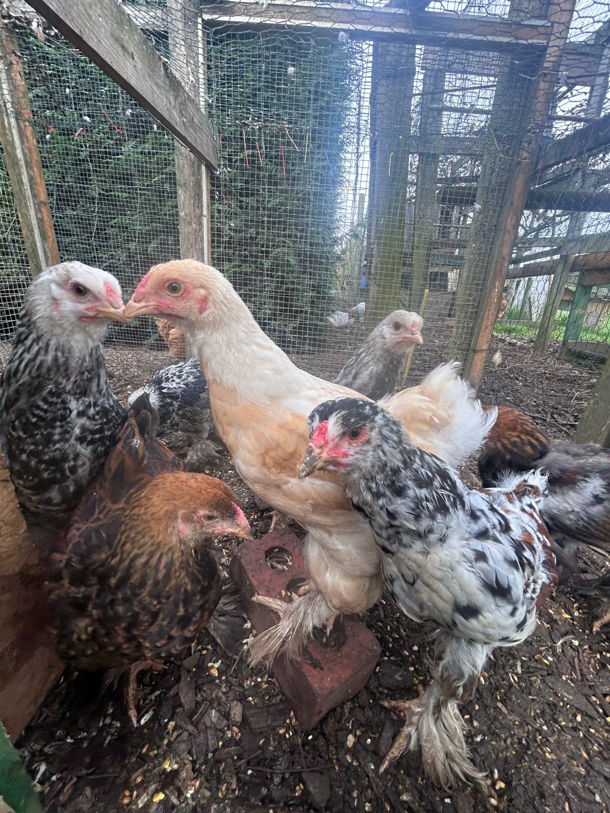 Poussins Brahma, Animaux & Accessoires, Plusieurs animaux, Poule ou poulet