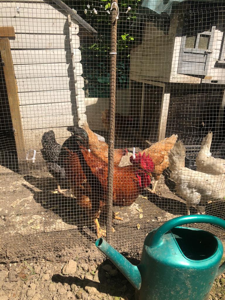 6 poules pondeuses en tres bonne saté, Animaux & Accessoires