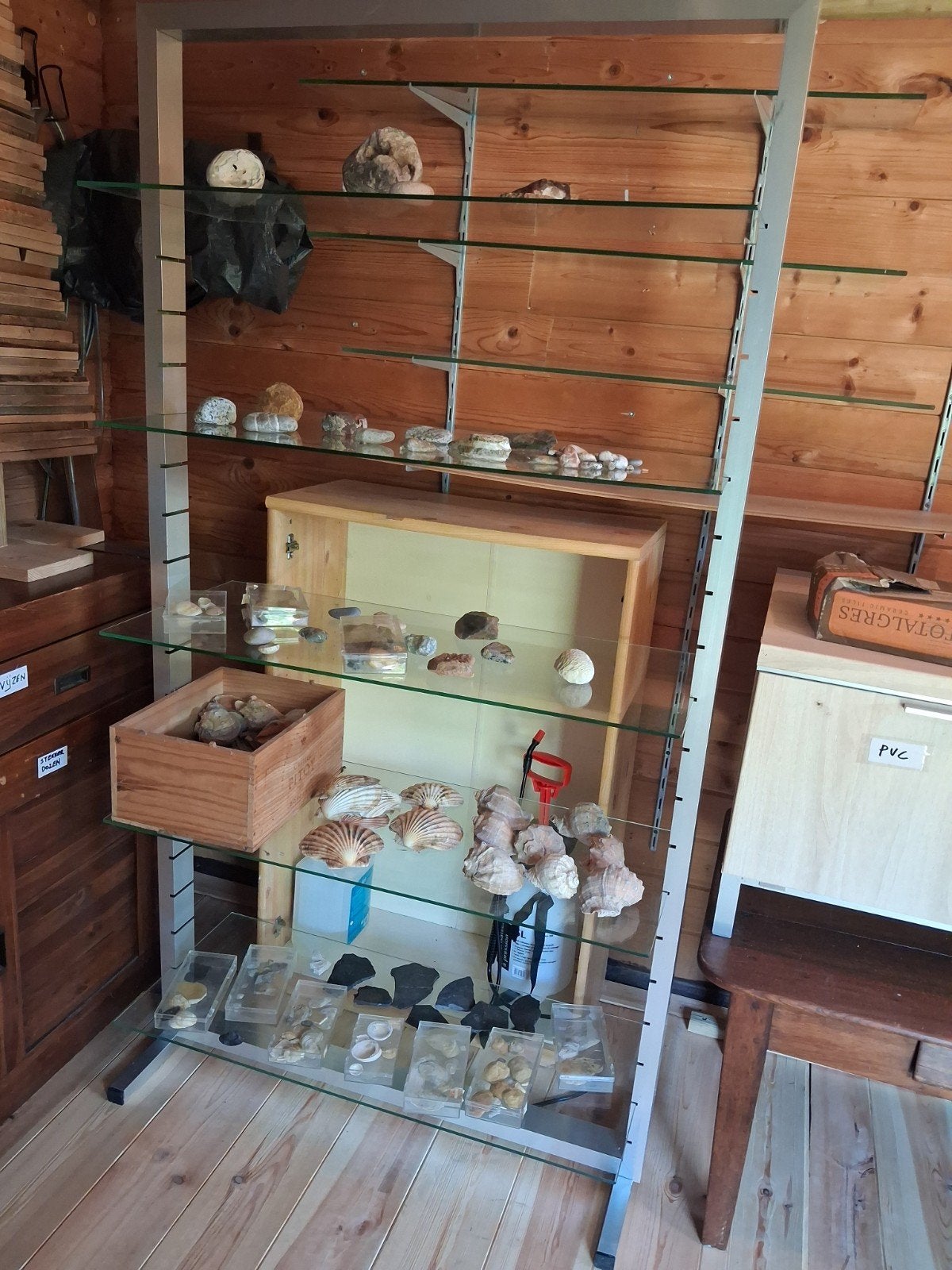 Fossielen en schelpen en rek glazen leggers, Enlèvement, Coquillage(s)