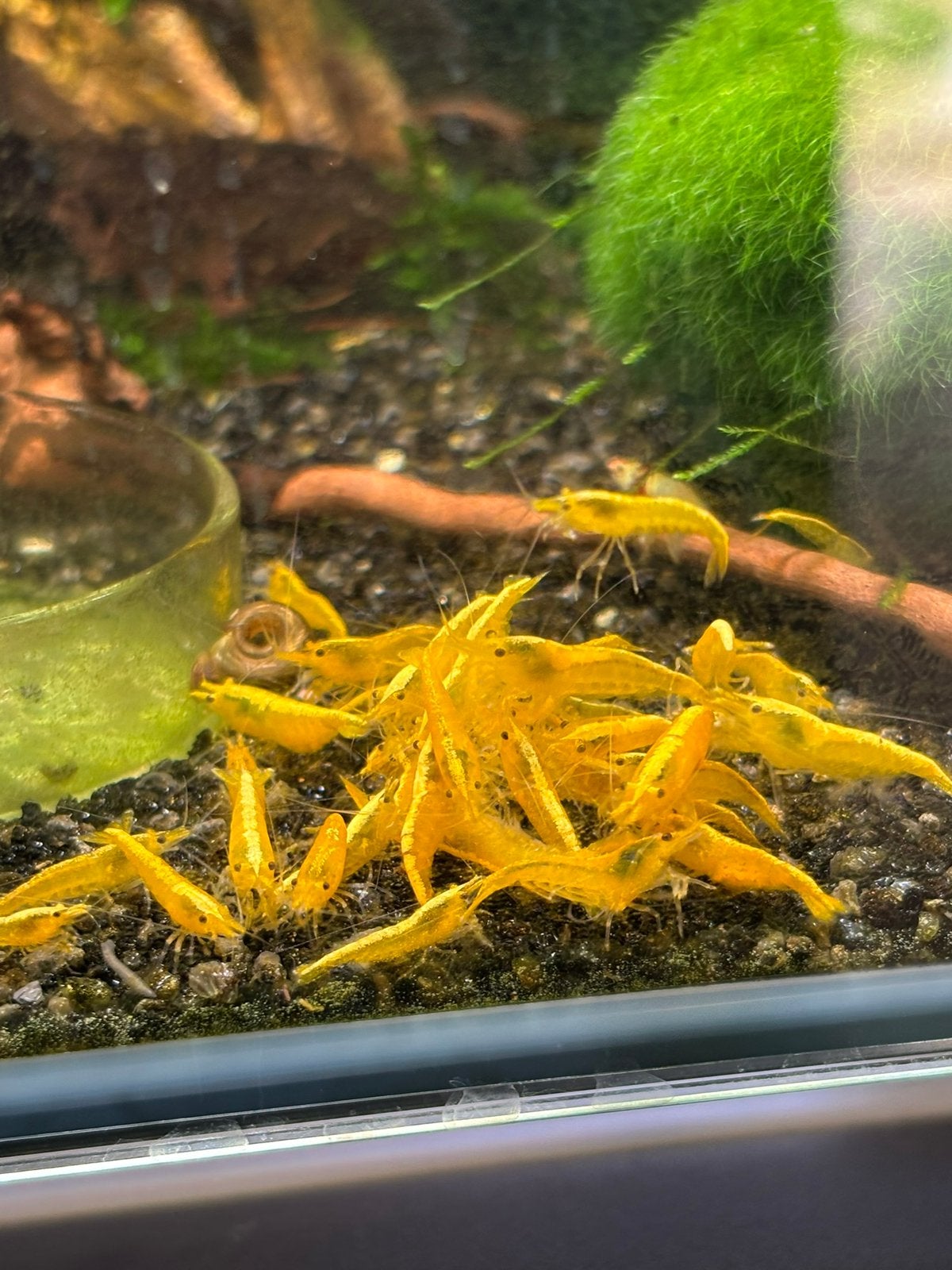 Neocaridina Davidi sp. Yellow Sakura / yellow Fire, Kreeft, Krab of Garnaal, Zoetwatervis, Schoolvis