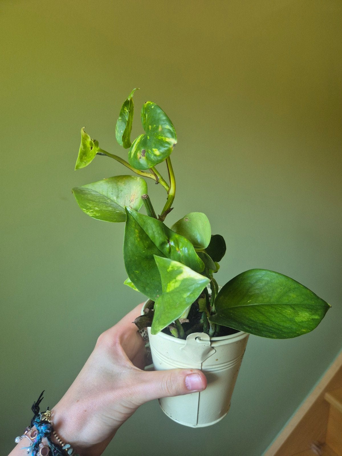 jonge pothos + pot, En pot, Plein soleil, Moins de 100 cm, Enlèvement