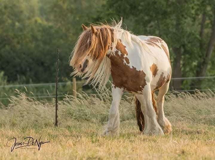 Mooie drachtige vosbonte tinker/irish cob merrie, Animaux & Accessoires, Avec puce électronique, 11 ans ou plus, Moins de 160 cm