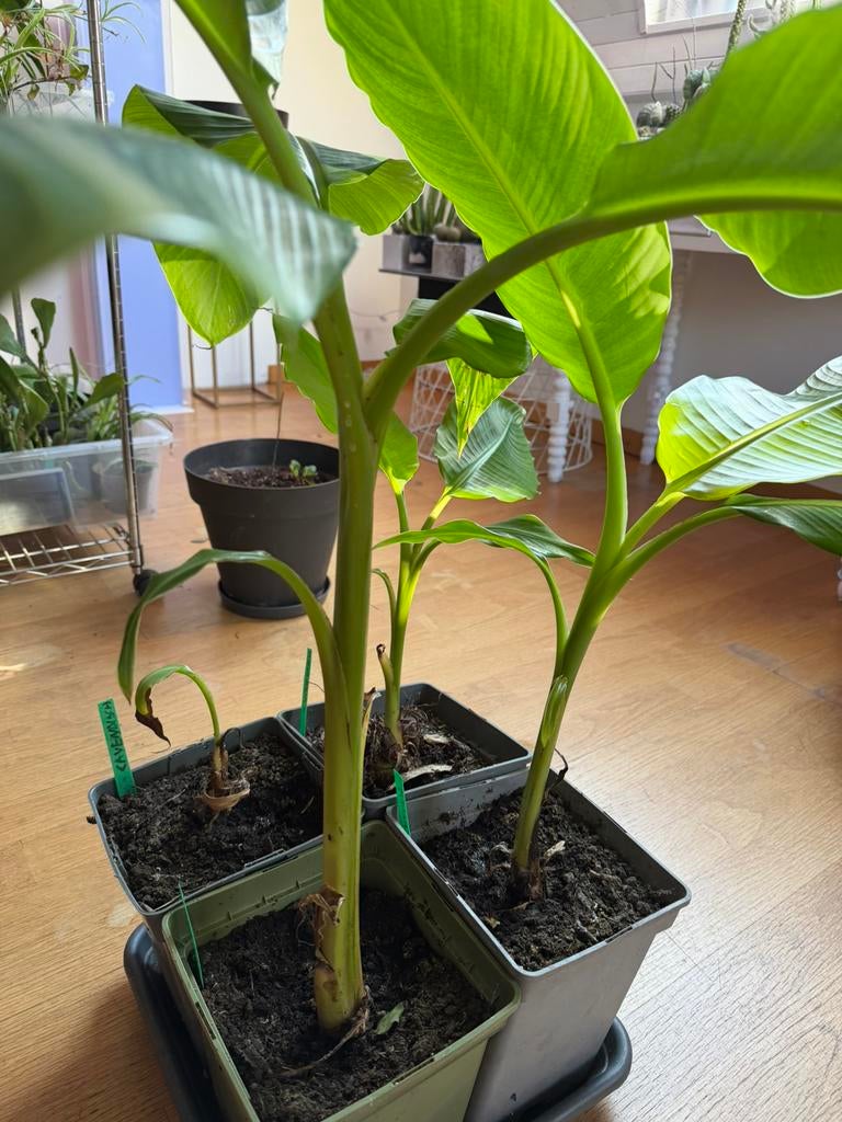 Banaan Cavendish, Tuin en Terras, Planten | Tuinplanten, Zomer, Ophalen