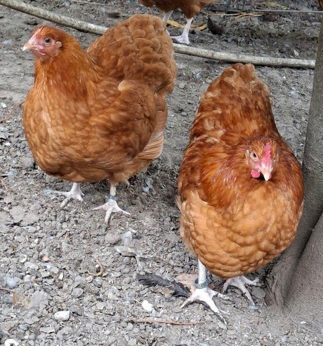 Koppel Buff orpington kriel, Meerdere dieren, Kip
