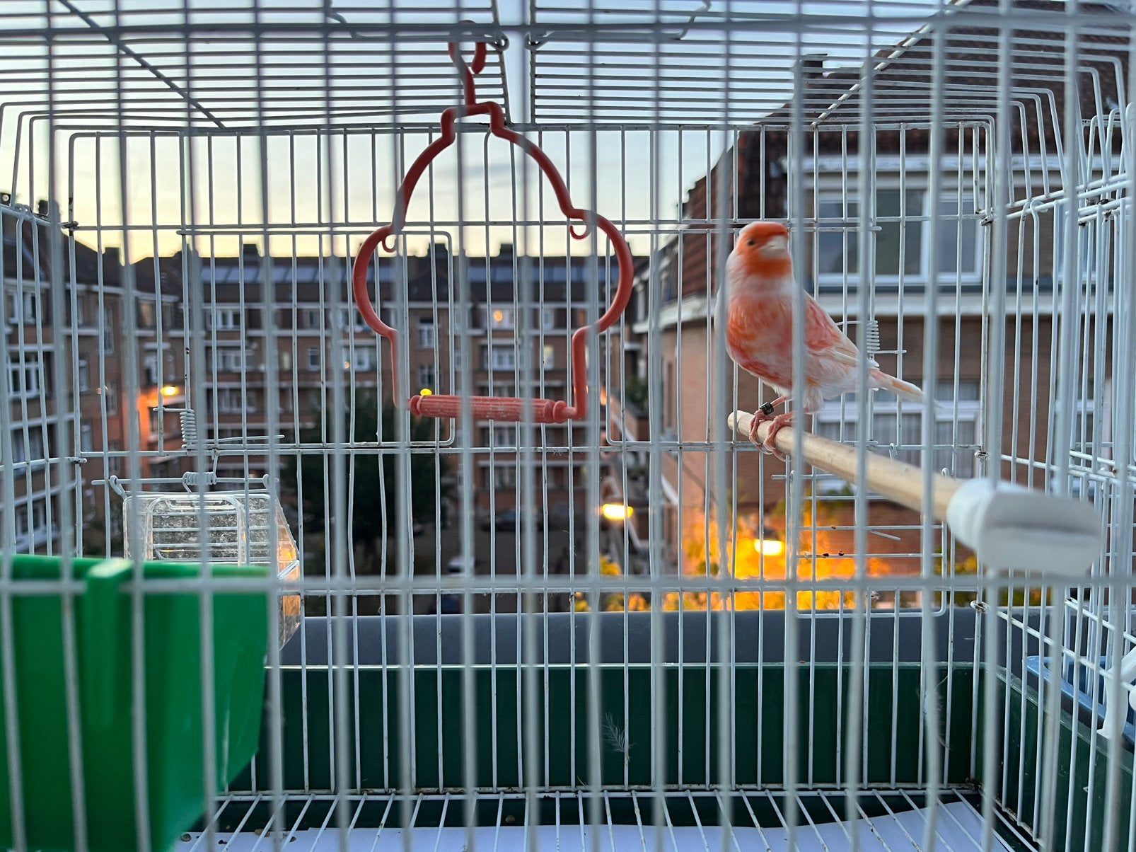Canari 2026 rouge, Animaux & Accessoires