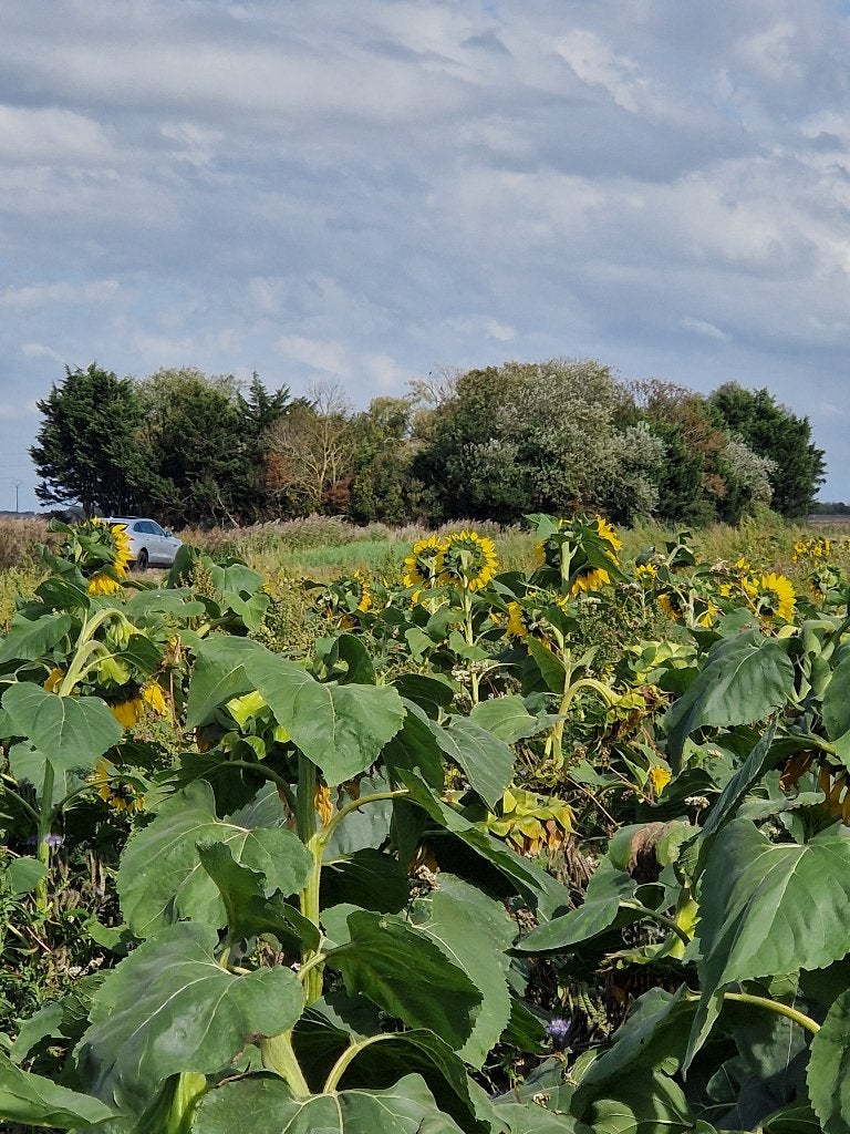 8670 WESTKUST : Parkje met pandje en "poeltje"., Immo, Wulpen/ Oostduinkerke, Verkoop zonder makelaar, 1500 m² of meer