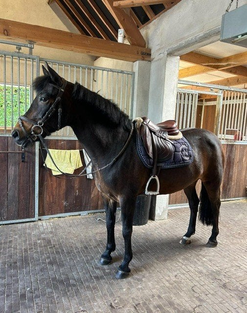 D-pony te koop, Avec pedigree, 11 ans ou plus, Poney de récréation, Poney D (1.37 m à 1.48m)