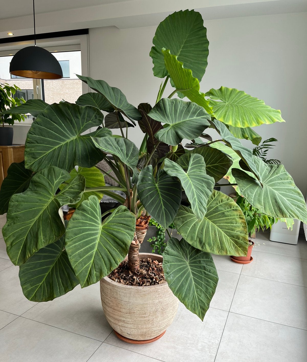 Alocasia ‘regal schield’, Enlèvement
