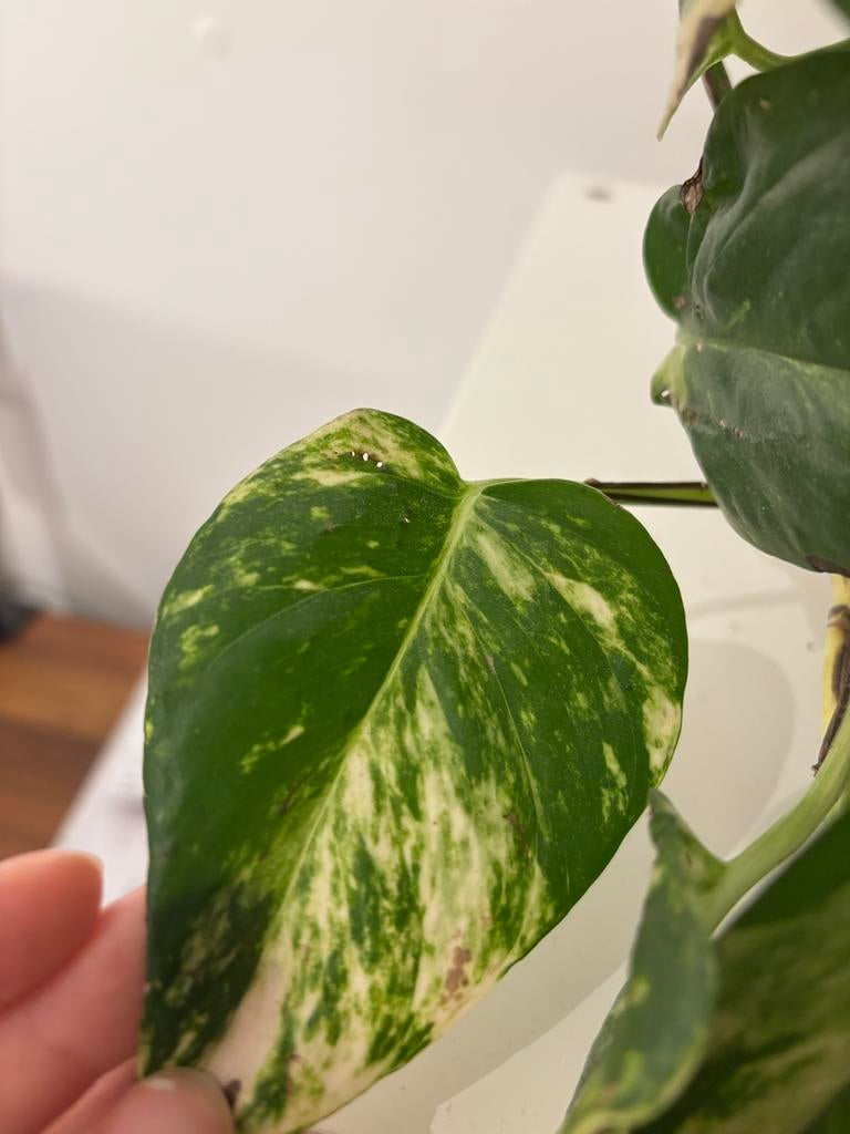 Scindapsus Golden Pothos  te koop (incl terra cotta pot), Enlèvement