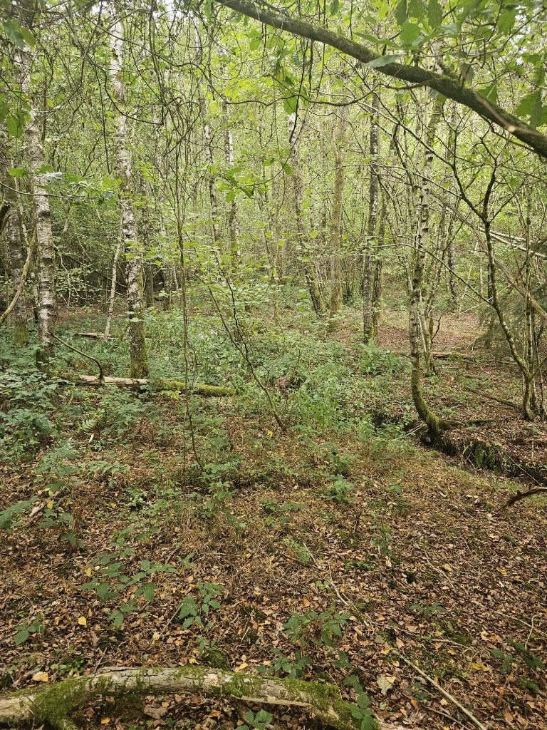 Parcelle de terrain boisée à nature de bois, Immo, Oignies-en-Thiérache, 1500 m² ou plus